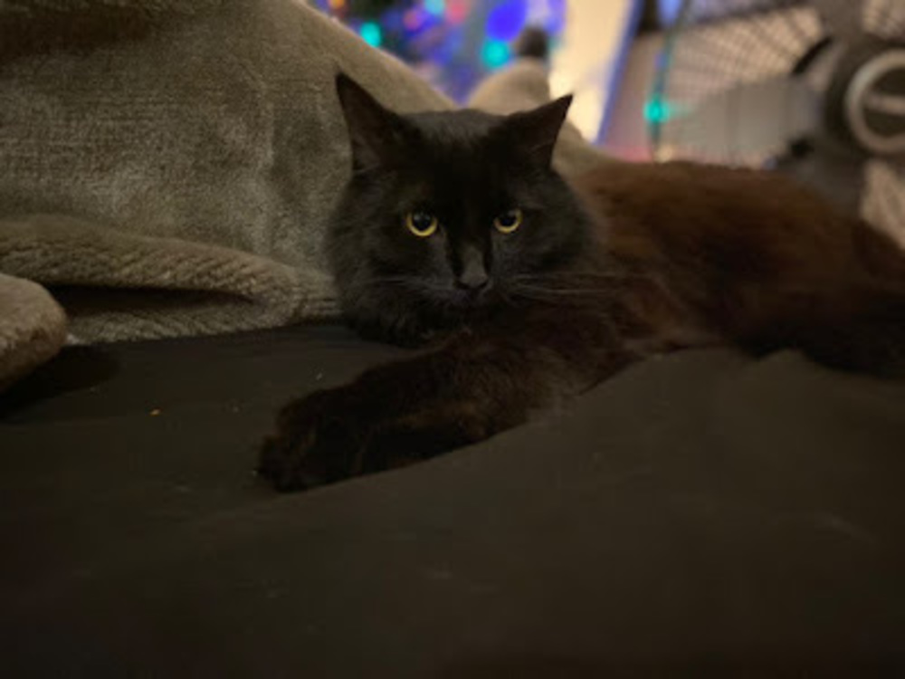 Meet your Posher, Myliekukla